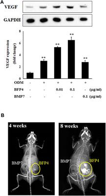 Bone-Forming Peptide-4 Induces Osteogenic Differentiation and VEGF Expression on Multipotent Bone Marrow Stromal Cells